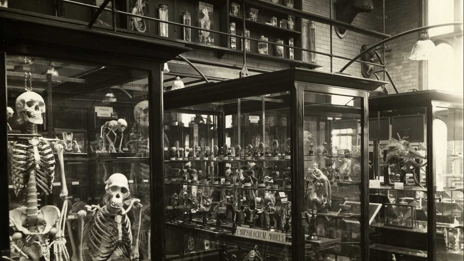 An old black and white image of The Alfred Denny Museum Of Zoology.
