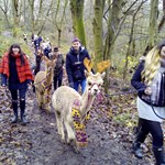 A group of people out walking with Alpacas.
