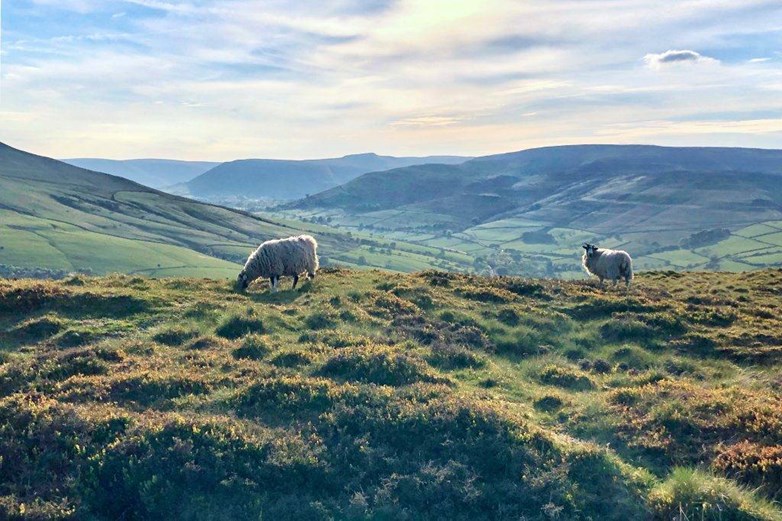 view of the Peak Distrcict countrside with sheep grazing in the forground, on the walk to Hop Cross