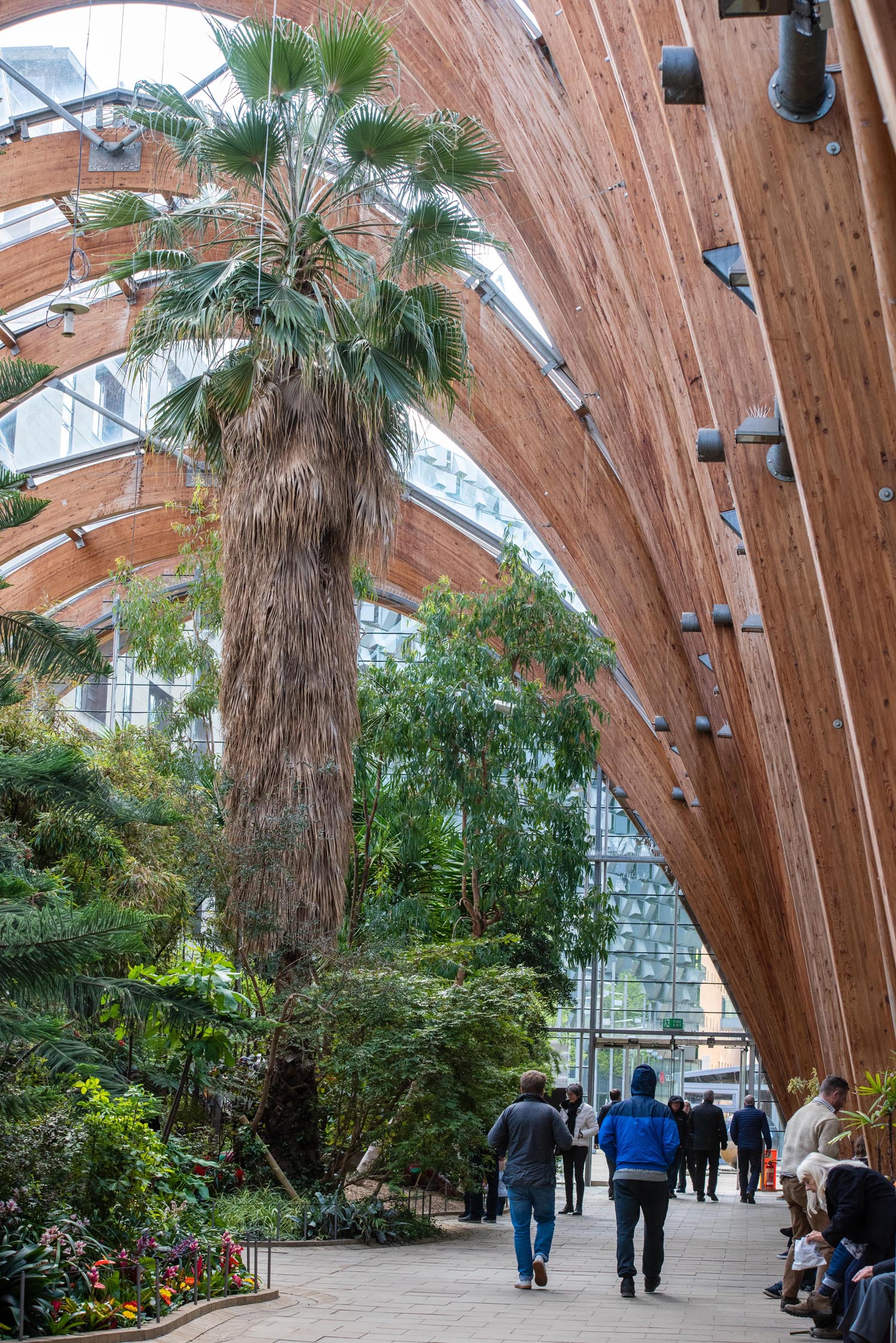 A huge bearded palm dominates the view inside Sheffield Winter Garden. There are lots of other plants and flowers too. There are people are walking about or sitting on benches.