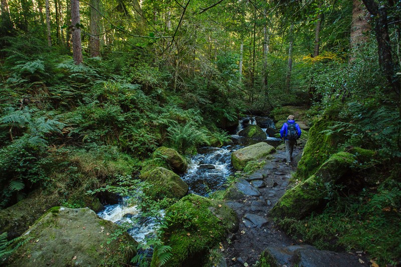 A person wearing a blue backpack walks along a rocky path beside a small stream in a dense forest. The scene features moss-covered stones, flowing water, and lush green ferns and trees under natural daylight.