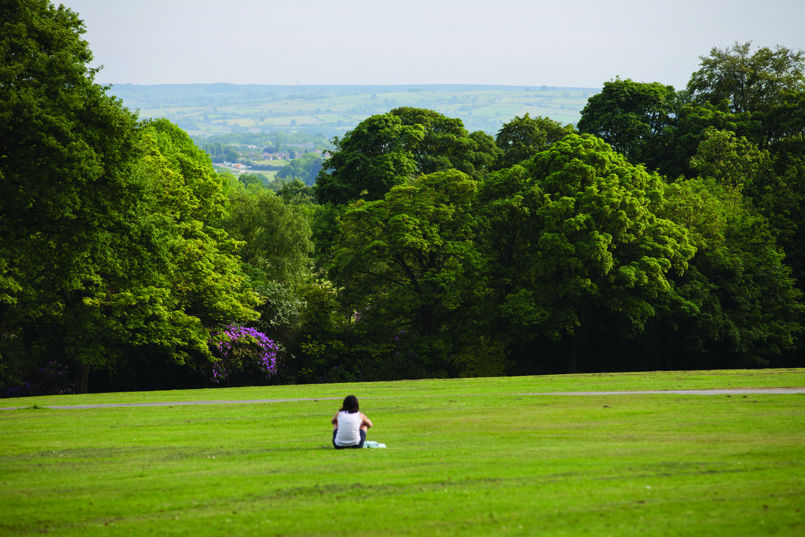An open grass area surrounded by trees at Graves Park.