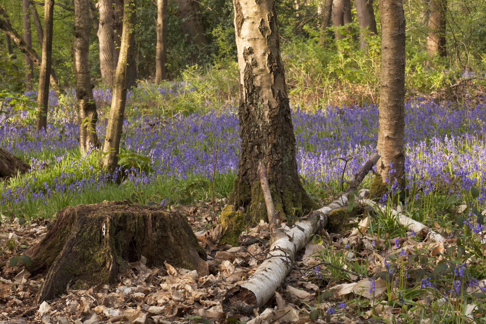 Forest scene with birch trees and a fallen log on the ground, surrounded by dry leaves and moss. In the background, a dense carpet of purple-blue flowers, likely bluebells, covers the forest floor under soft sunlight.
