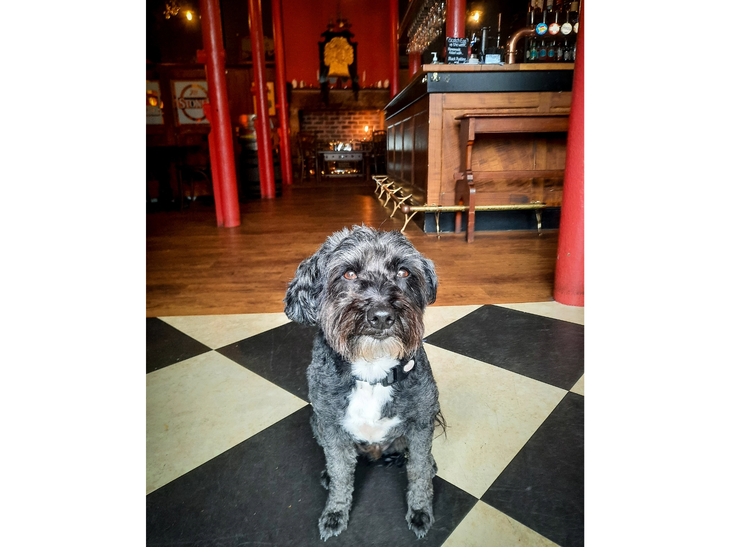 A small dog at The Millowners Arms.