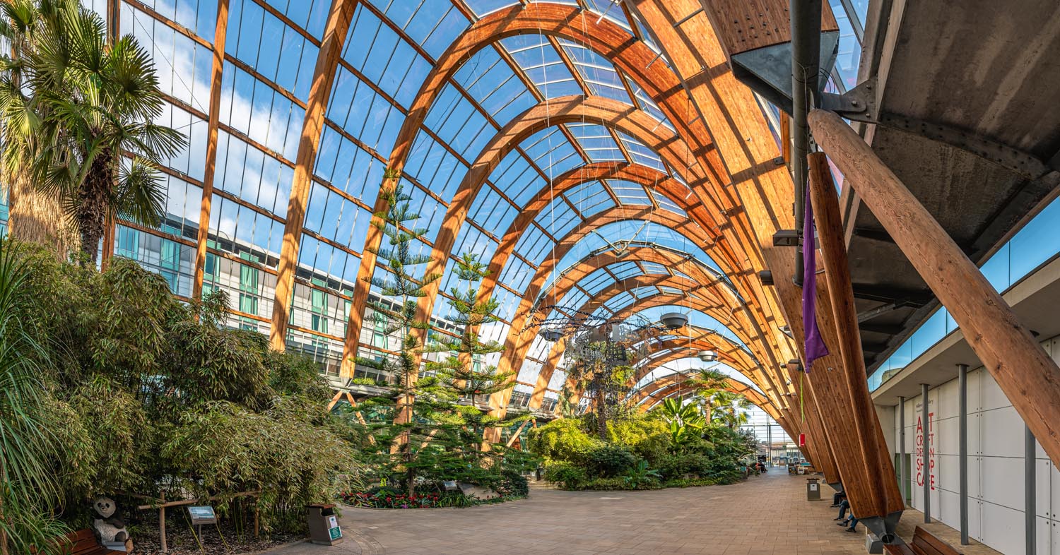 The interior of the Sheffield Winter Garden with lots of plants and trees thriving under the glass roof.