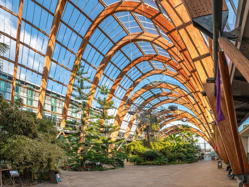 The interior of the Sheffield Winter Garden with lots of plants and trees thriving under the glass roof.