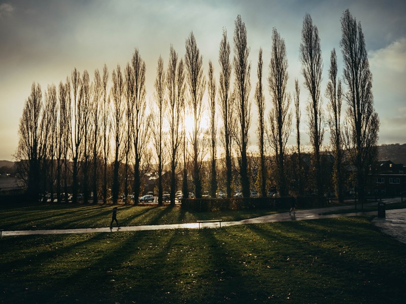 A line of poplar trees at sunrise.