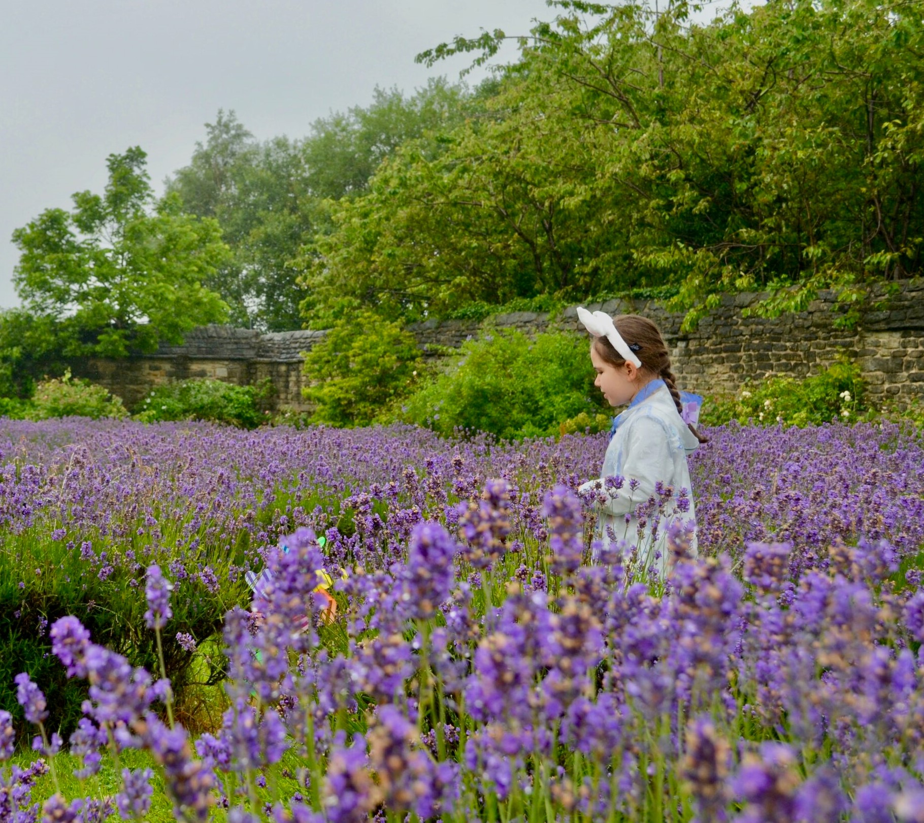 A person standing in a field of blooming purple lavender flowers, surrounded by lush greenery. In the background, there is a stone wall partially covered by plants and trees, creating a natural and serene garden setting.