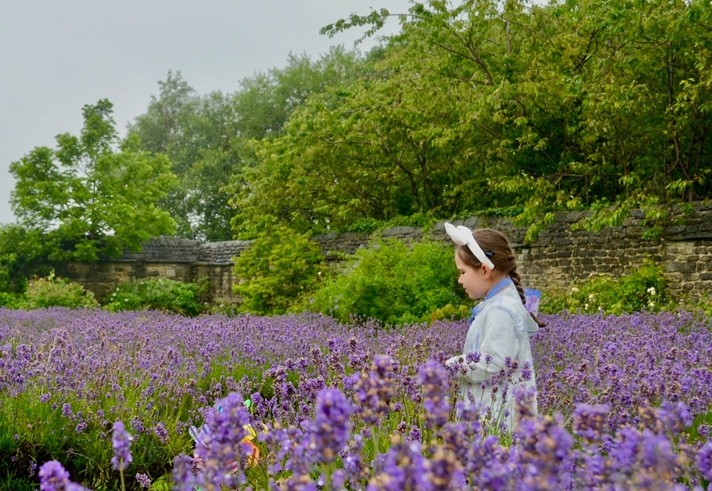 A person standing in a field of blooming purple lavender flowers, surrounded by lush greenery. In the background, there is a stone wall partially covered by plants and trees, creating a natural and serene garden setting.