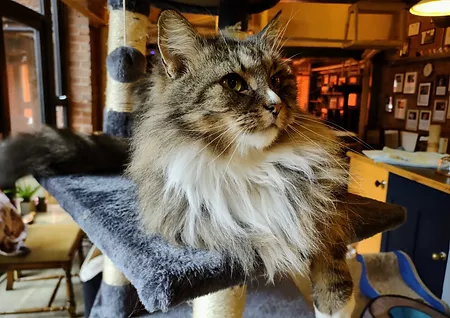 A cat relaxing at Tabby Teas Cat Cafe.