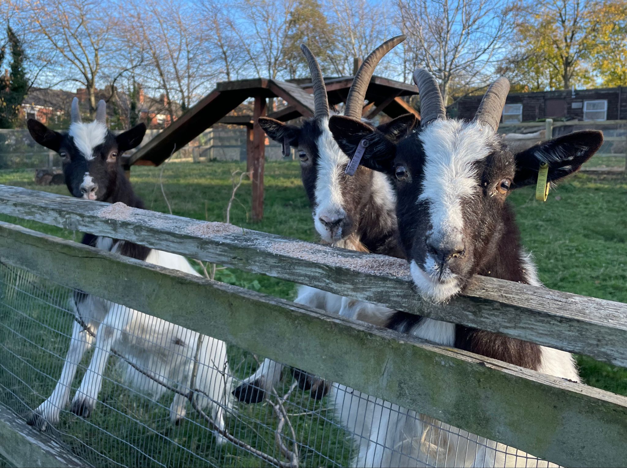 Goats at Heeley City Farm.